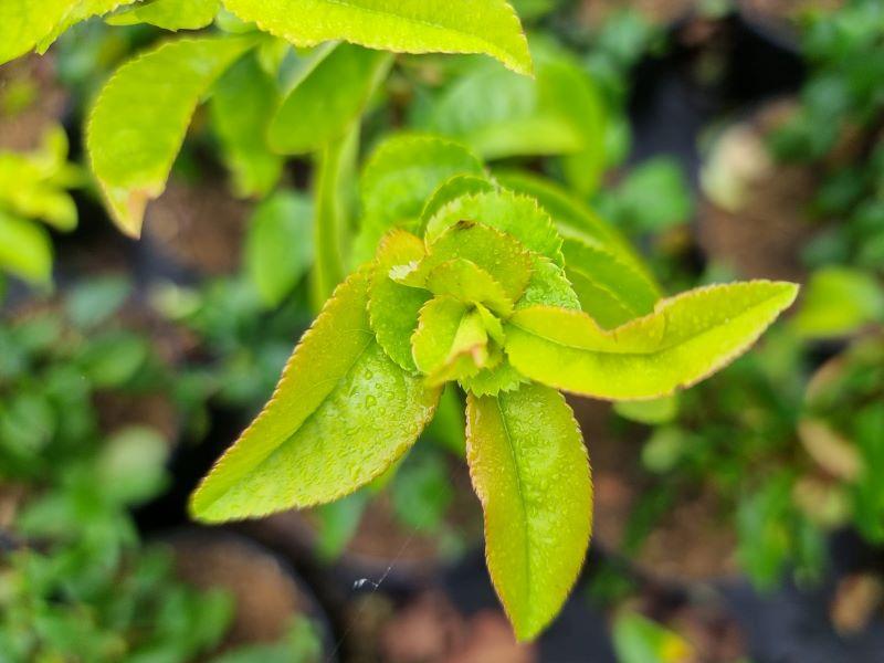 Frische Blätter der Zierquitte Kinshiden im Frühjahr