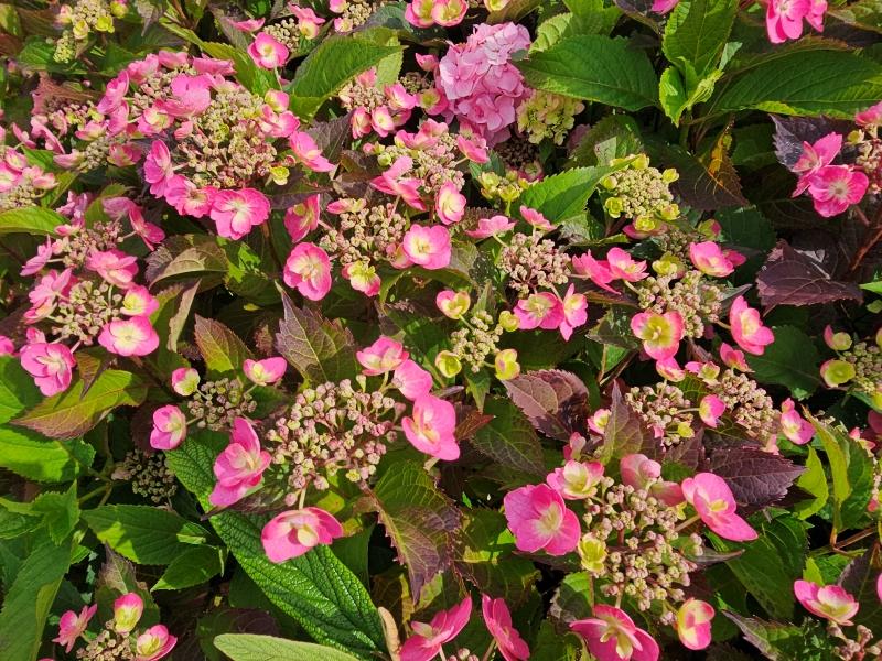 eiche Blüte der rosa Tellerhortensie Cotton Candy