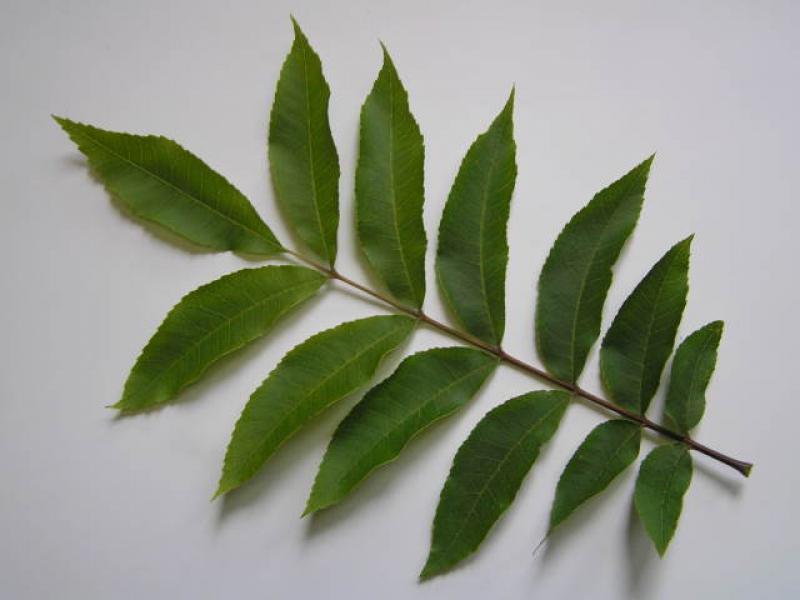 Pecanträd, Carya illinoinensis