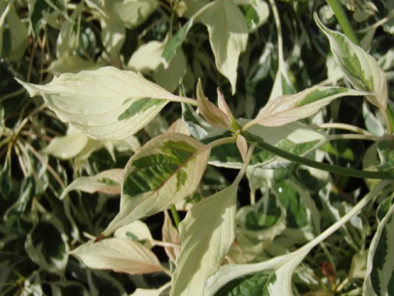 Panaschiertes Laub des Cornus controversa Variegata