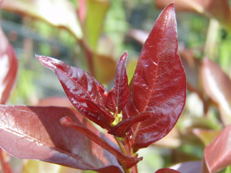 Blattspitze der Lagerstroemia Rhapsody in Pink