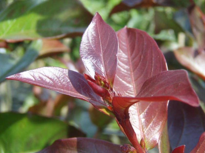 Schönes rotes Sommerlaub der Kreppmyrthe Rhapsody in Pink