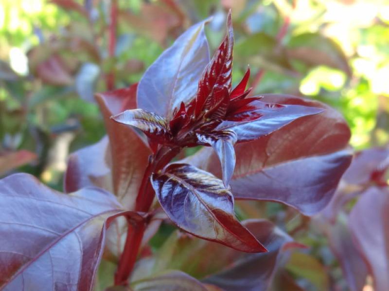 Blattasutrieb bei Lagerstroemia Rhapsody in Pink