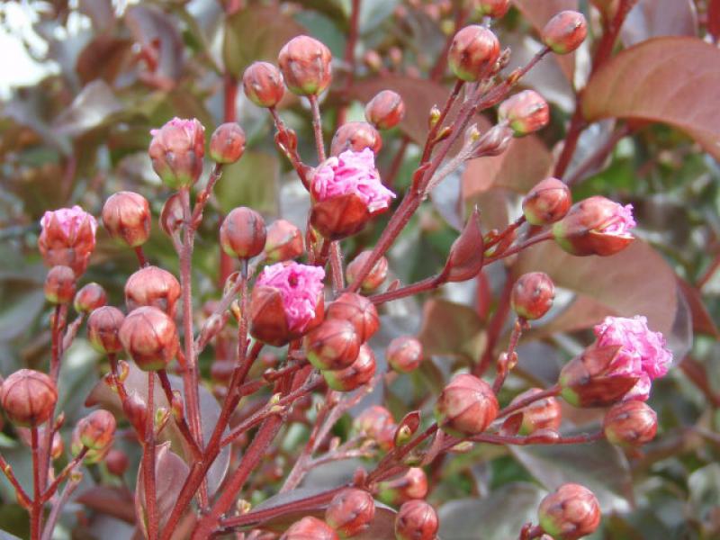 Kurz vorm Aufblühen: Lagerstroemia Rhapsody in Pink