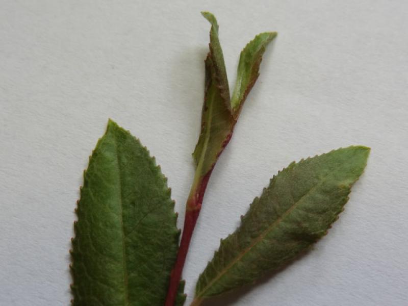 Triebspitze von Salix arctica var. petraea