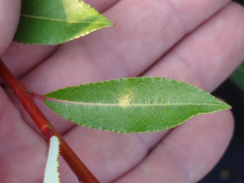 Salix daphnoides Sinker