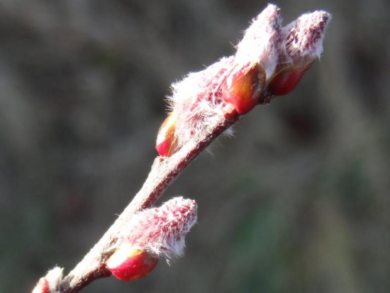 Salix saxatilis