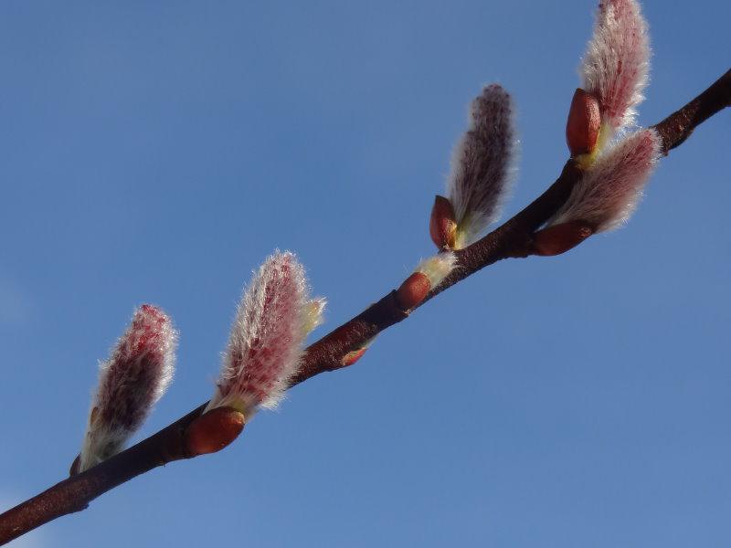 Salix saxatilis