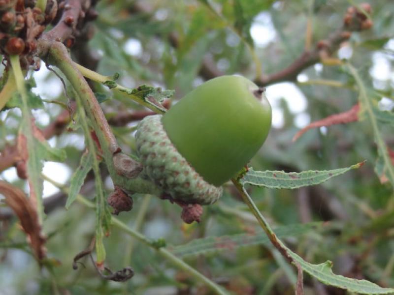 Quercus robur Pectinata