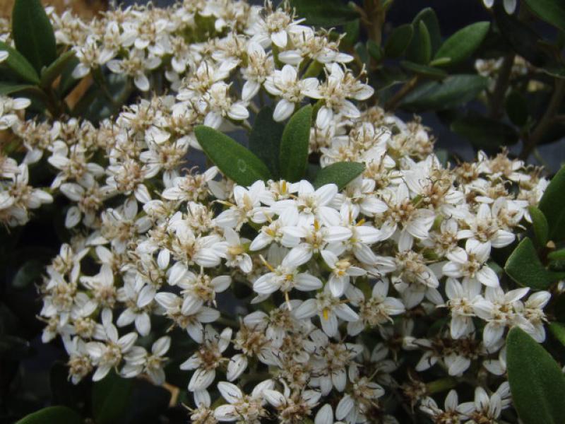 Sommerliche Blüte bei Olearia haastii