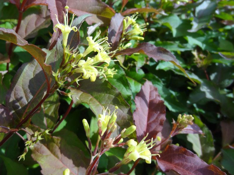 Diervilla sessilifolia, Kantgetris