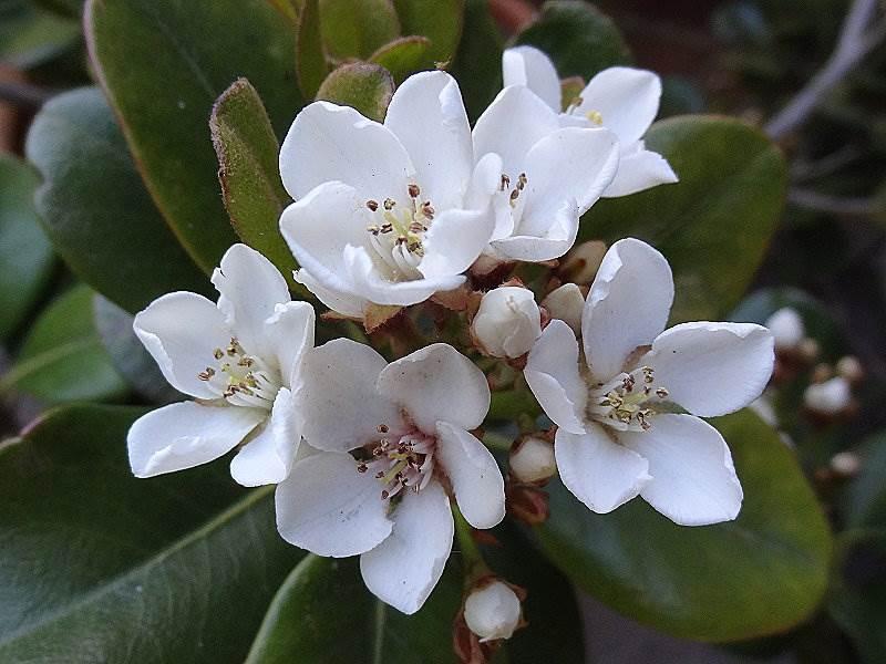 Rhaphiolepis umbellata