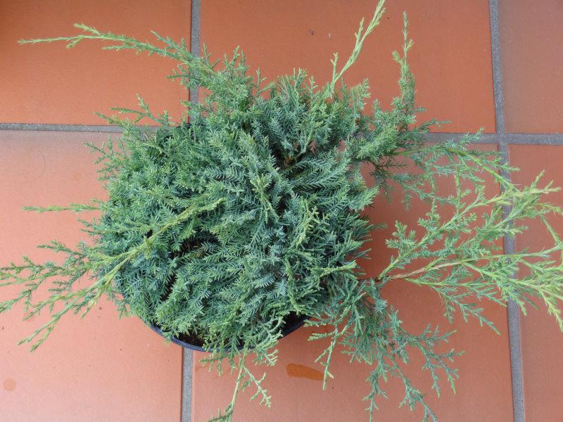 Juniperus media Pfitzeriana Compacta