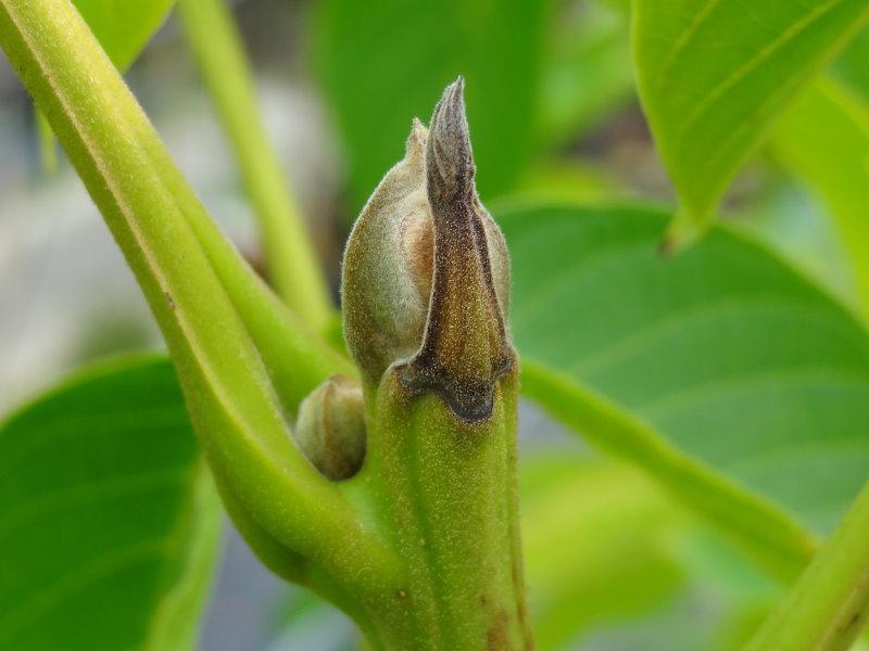 Juglans regia Rote Donaunuss