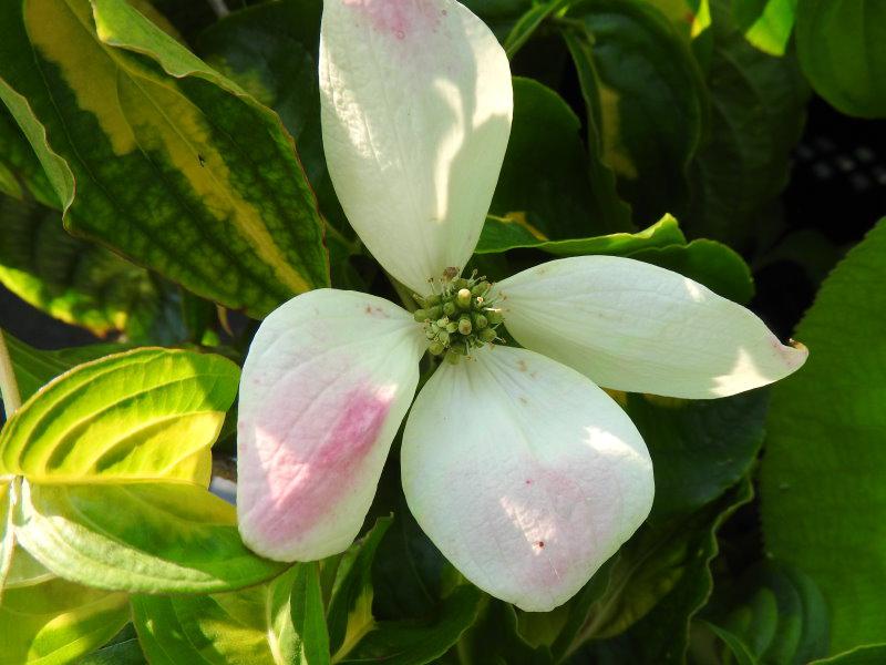 Weiße Blüte mit rosa Zeichnung - Gold-Blumenhartriegel