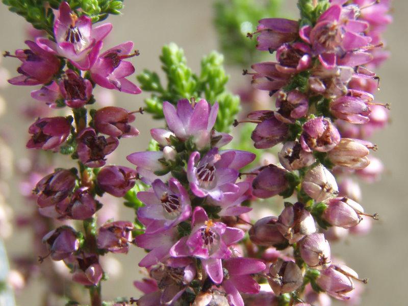 Sommerheide Naturform