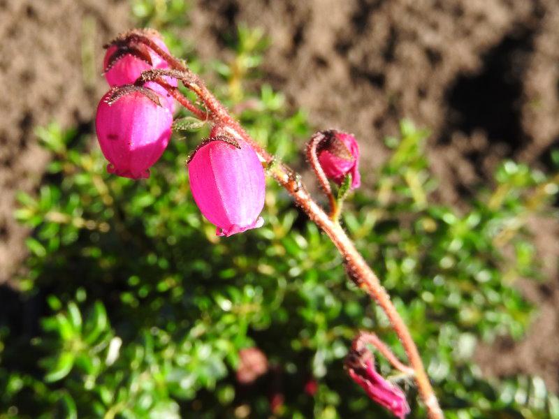 Irische Glockenheide William Buchanan - rosarote Blüten