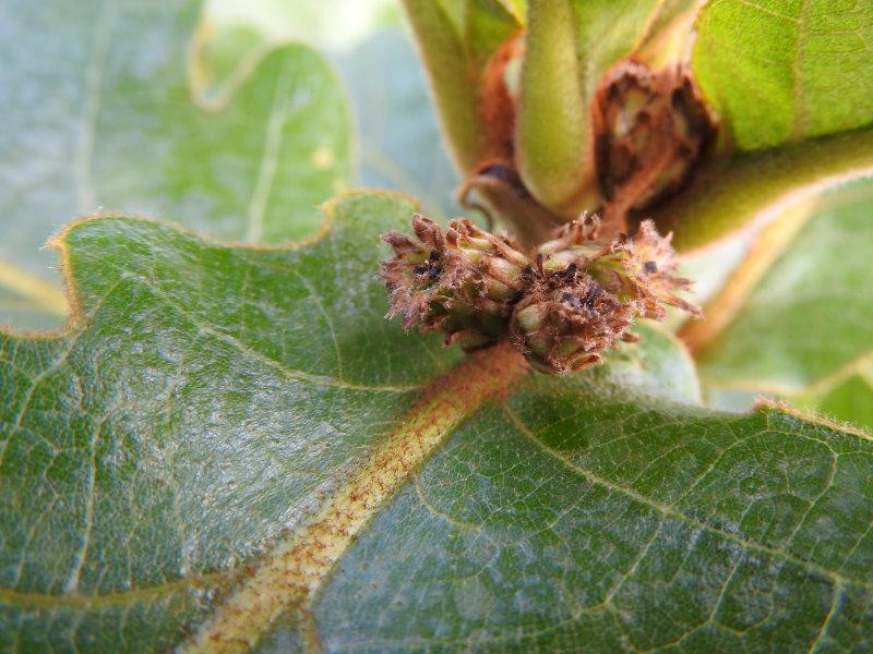 Unscheinbare Blüte der Quercus dentata C.F. Miller