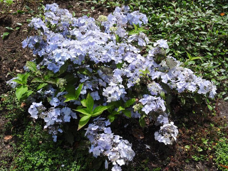 Purpurhortensia Blue Deckle, Hydrangea serrata Blue Deckel