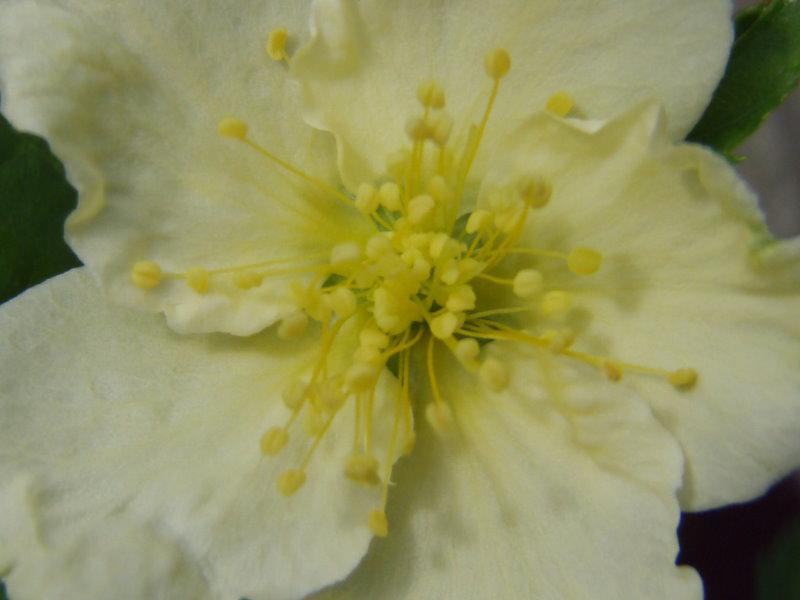 Weißblühender Ranunkelstrauch: weiße Blüte