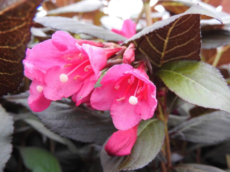 Weigela florida Minor Black - pinke Blüten