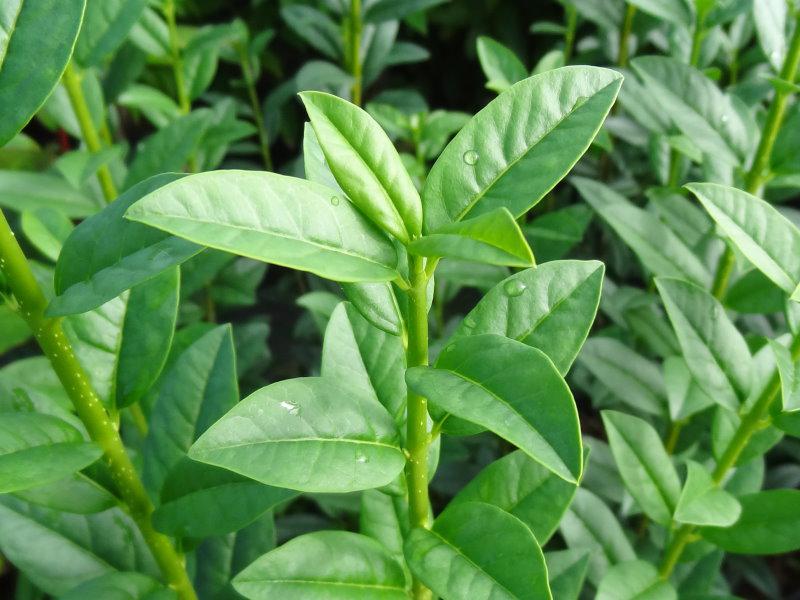 Triebspitze von Ligustrum vulgare Xanthocarpum