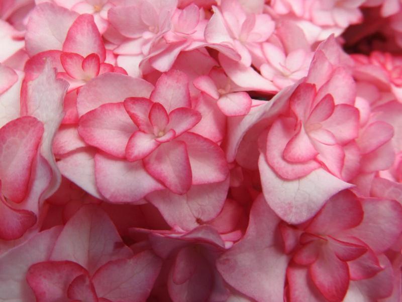 Weiße Blütenblätter mit rosa Rand - Bauernhortensie Miss Saori