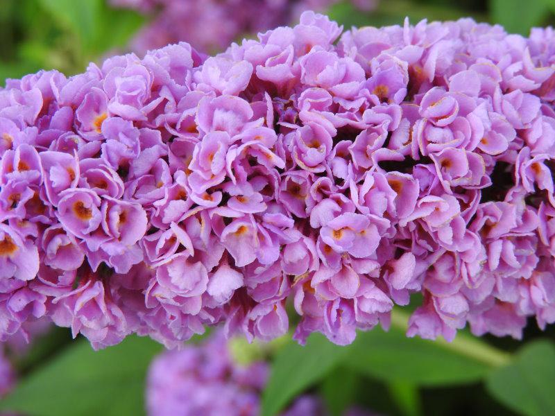 Buddleja Blue Chip