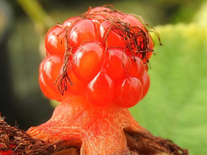 Orange Beere der Rubus irenaeus