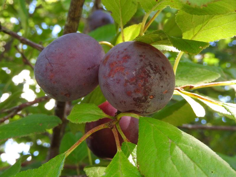 Baumschule Eggert - Blütensträucher, Primitivpflaume, es - unserem Baumschulen, gibt in Prunus Heckenpflanzen Online-Shop! domestica hier günstig Primitivpflaume Vaaler
