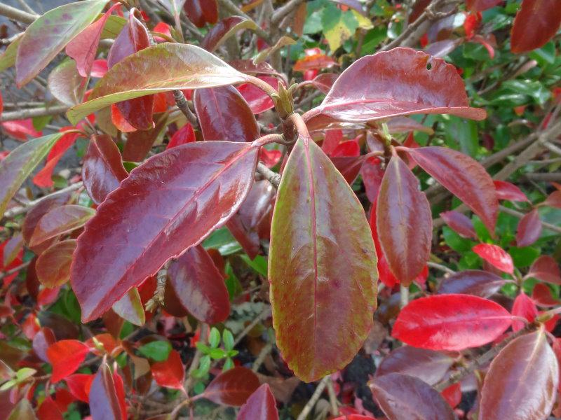 Das schöne Herbstlaub von Viburnum odoratissimum Awabuki