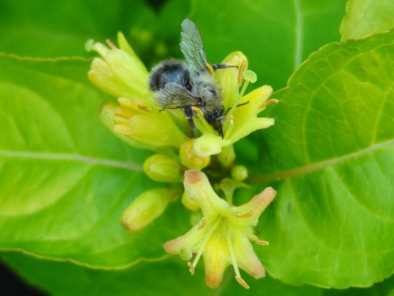 Gulrött getris Honeybee, Diervilla rivularis Honeybee