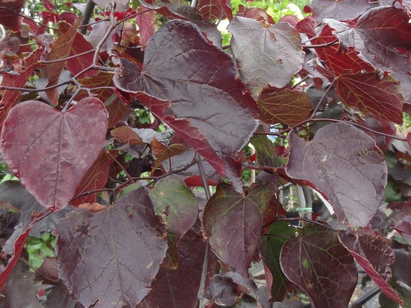 Cercis canadensis Ruby Falls®