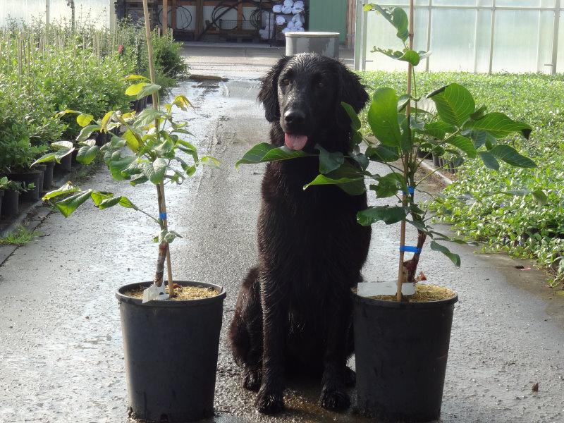 Valnöt Dwarf Karlik 3, Juglans regia Dwarf Karlik 3