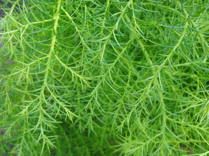 Elegante Sicheltanne Viridis mit grüner Laubfärbung im Winter