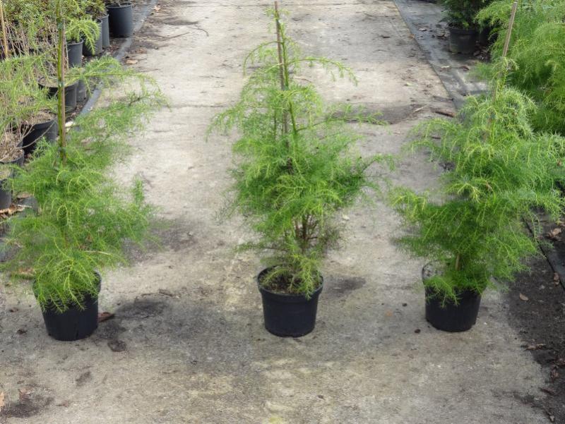 Cryptomeria japonica Elegans Viridis (Aufnahme März 2018)