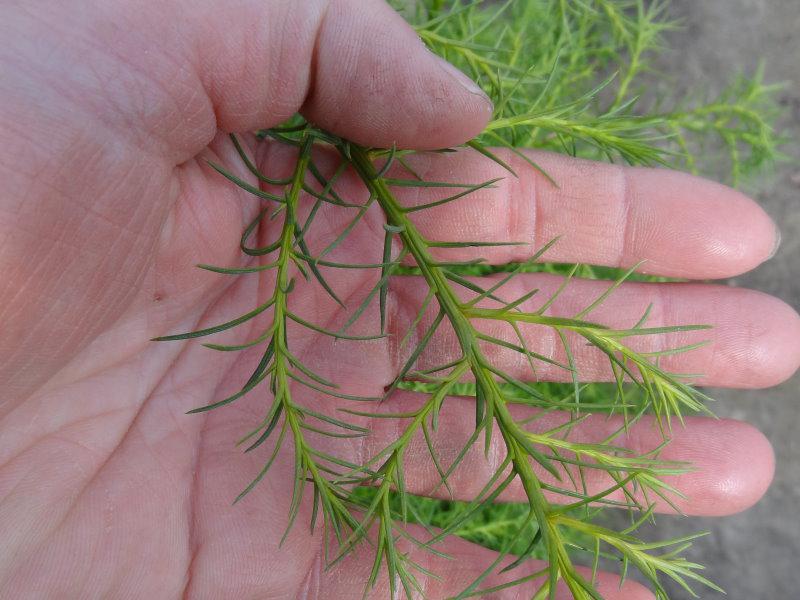 Nadeln von Cryptomeria japonica Elegans Viridis