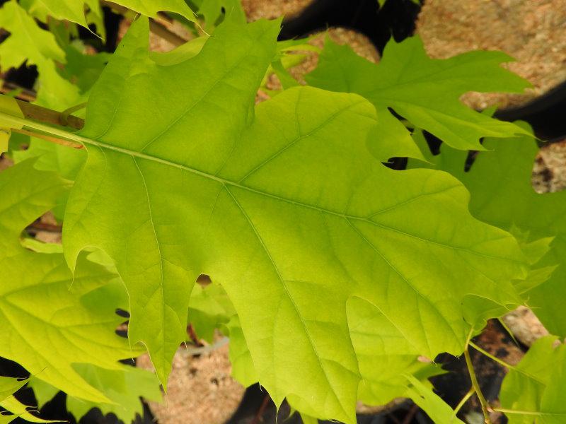 Gelblaubige Roteiche - Blatt in Nahaufnahme