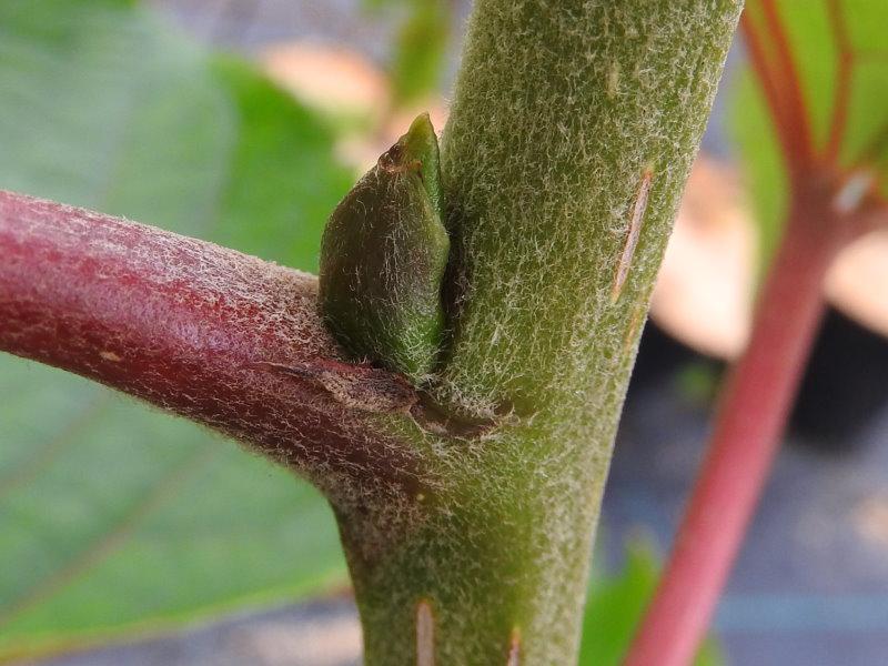 Chinesische Pappel - behaarter Trieb mit Knospe