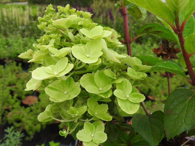 Hydrangea paniculata Magical Mont Blanc