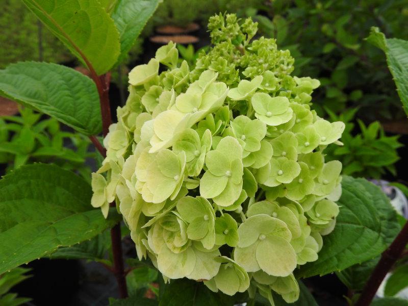 Hydrangea paniculata Magical Mont Blanc