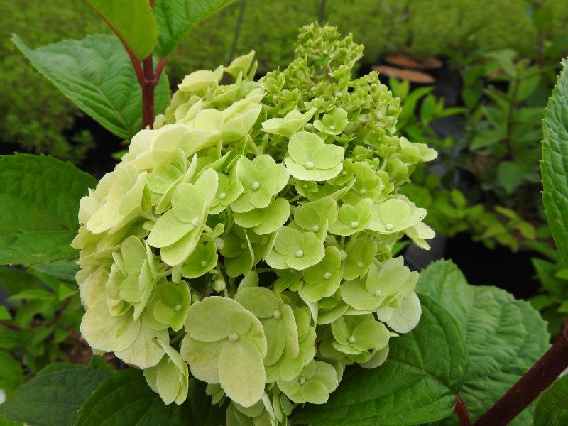 Hydrangea paniculata Magical Mont Blanc