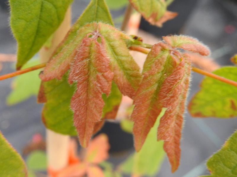 Acer maximowiczianum, Nikkolönn