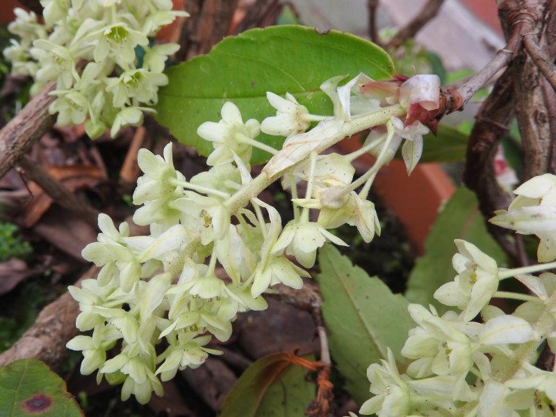 Ribes laurifolium