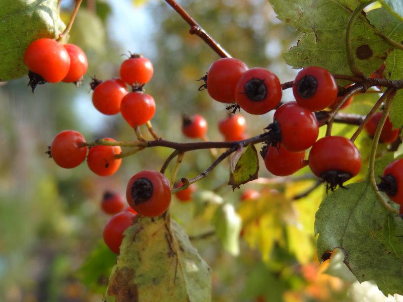 Washington hagtorn, Crataegus phaenopyrum