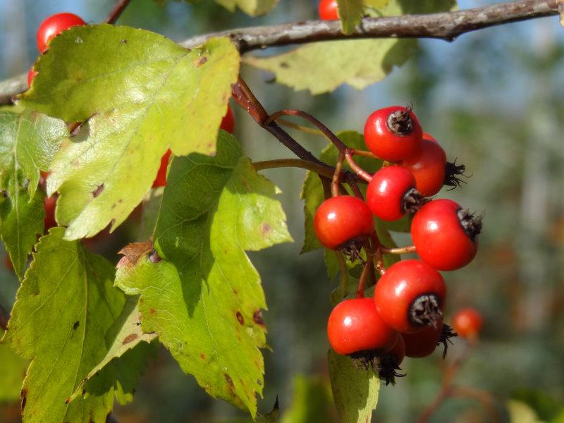 Washington hagtorn, Crataegus phaenopyrum