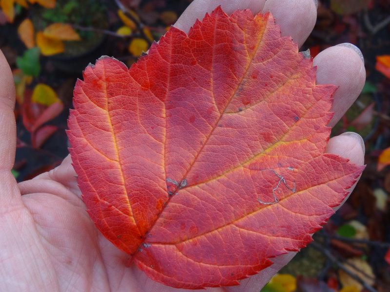 Washington hagtorn, Crataegus phaenopyrum