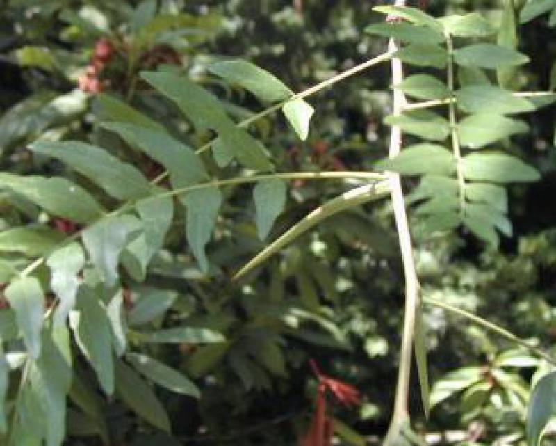 Lederhülsenbaum, Gleditschie - gefiederte Blätter und lange Dornen