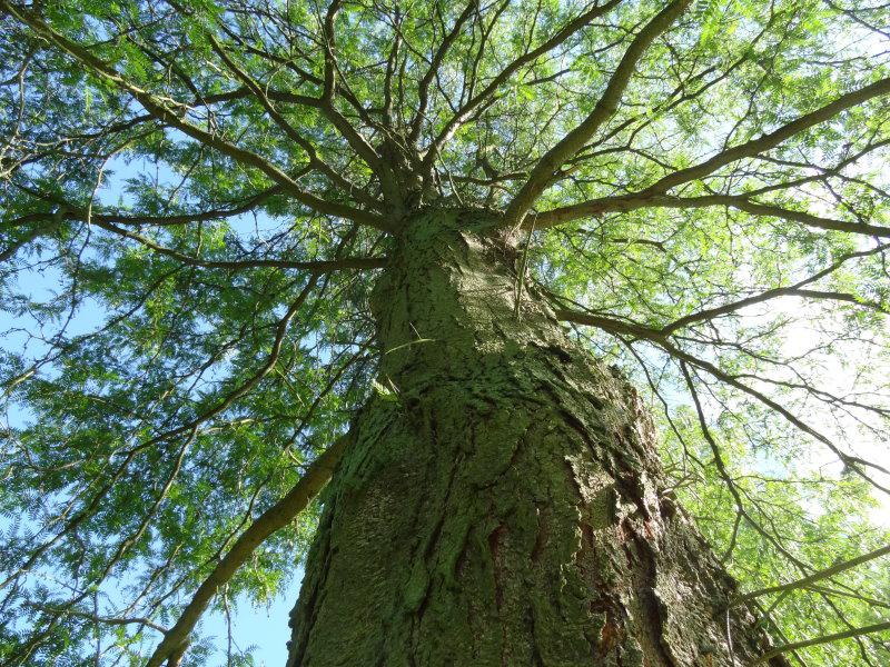 Im Alter ein stattlicher Baum: die Gleditschie (Gleditsia tricanthos)