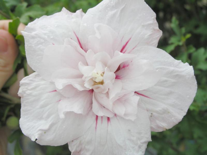 Hibiscus Hybride China Chiffon®